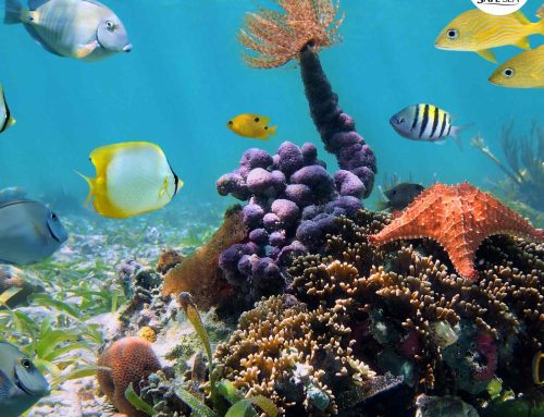 La crema solar reef friendly que no destruye los océanos
