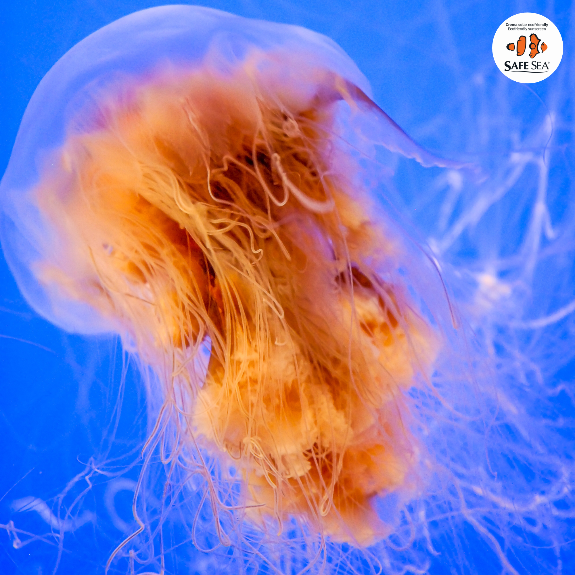 Medusa melena de león: la especie más grande del mundo - Safe Sea