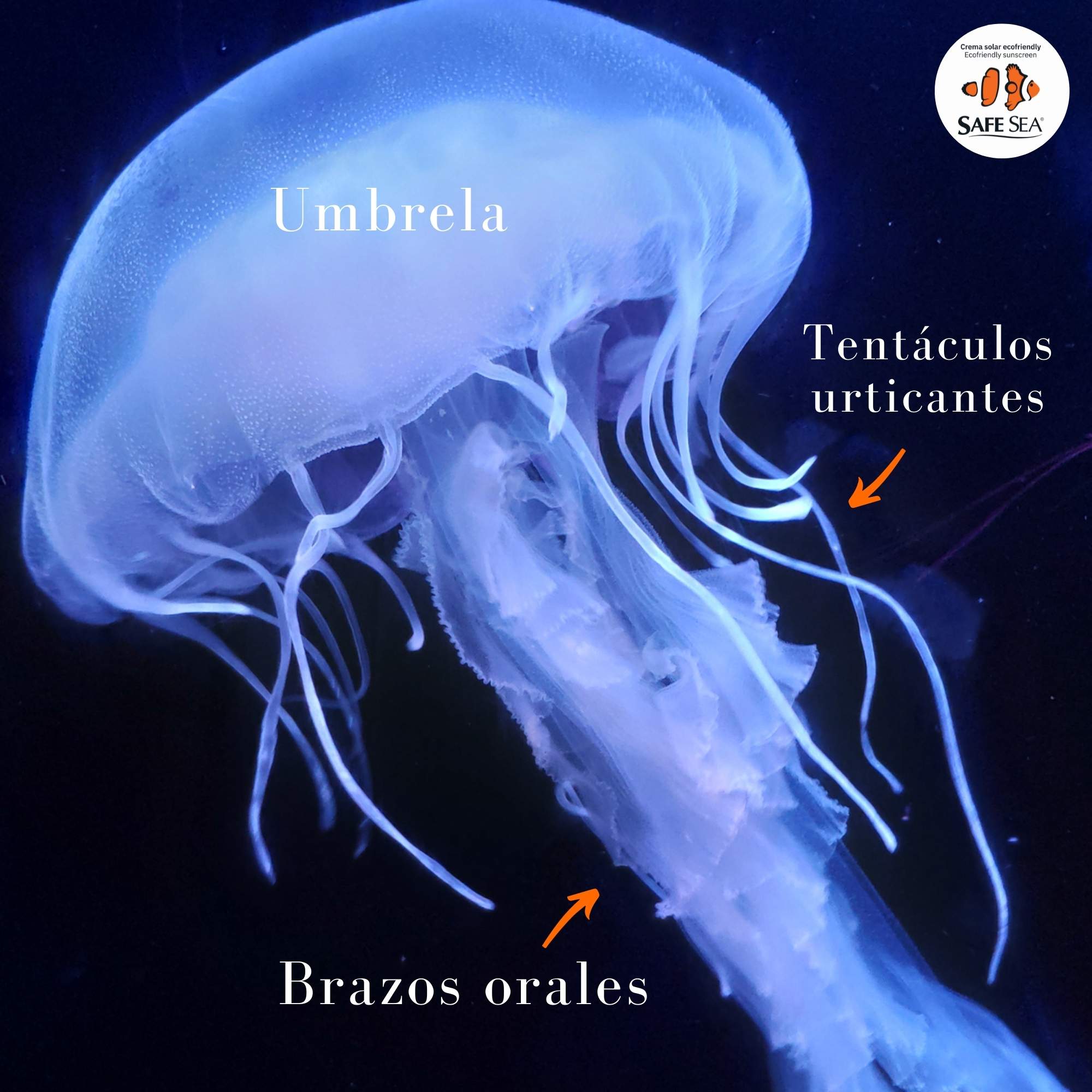 éxtasis Acorazado portátil Partes de la medusa: umbrela, tentáculos y brazos orales
